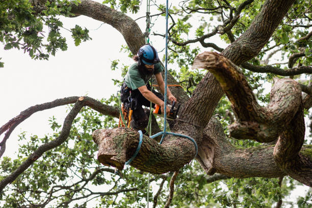 How Our Tree Care Process Works  in  Whiteriver, AZ