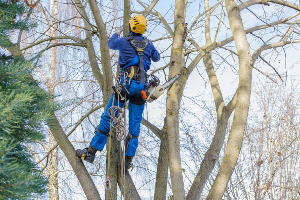 Reliable Whiteriver, AZ Tree Services Solutions